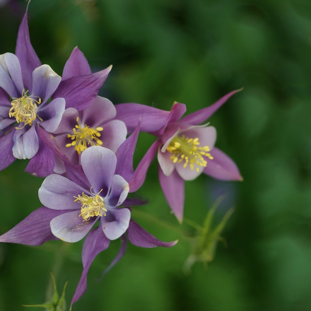 Purple and white columbine flowers