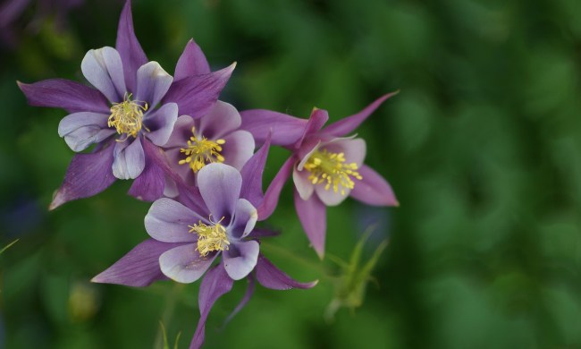 Purple and white columbine flowers