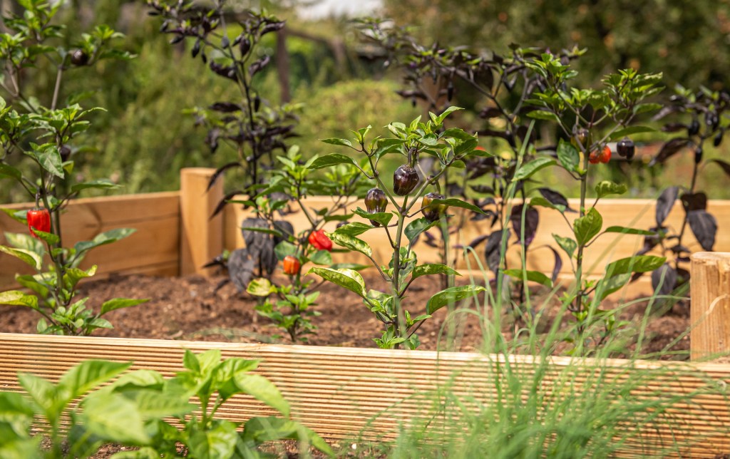 A raised garden bed growing tomatoes