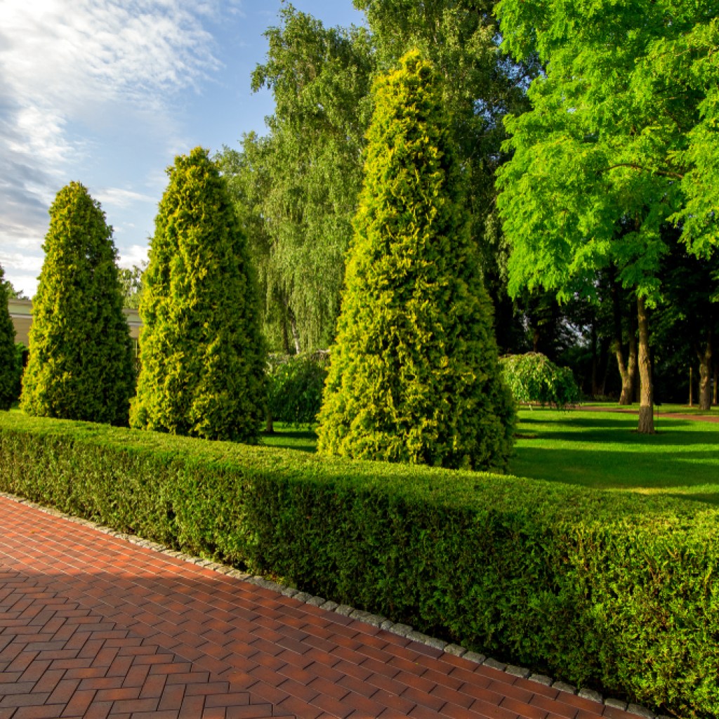 Arborvitae trees in a line