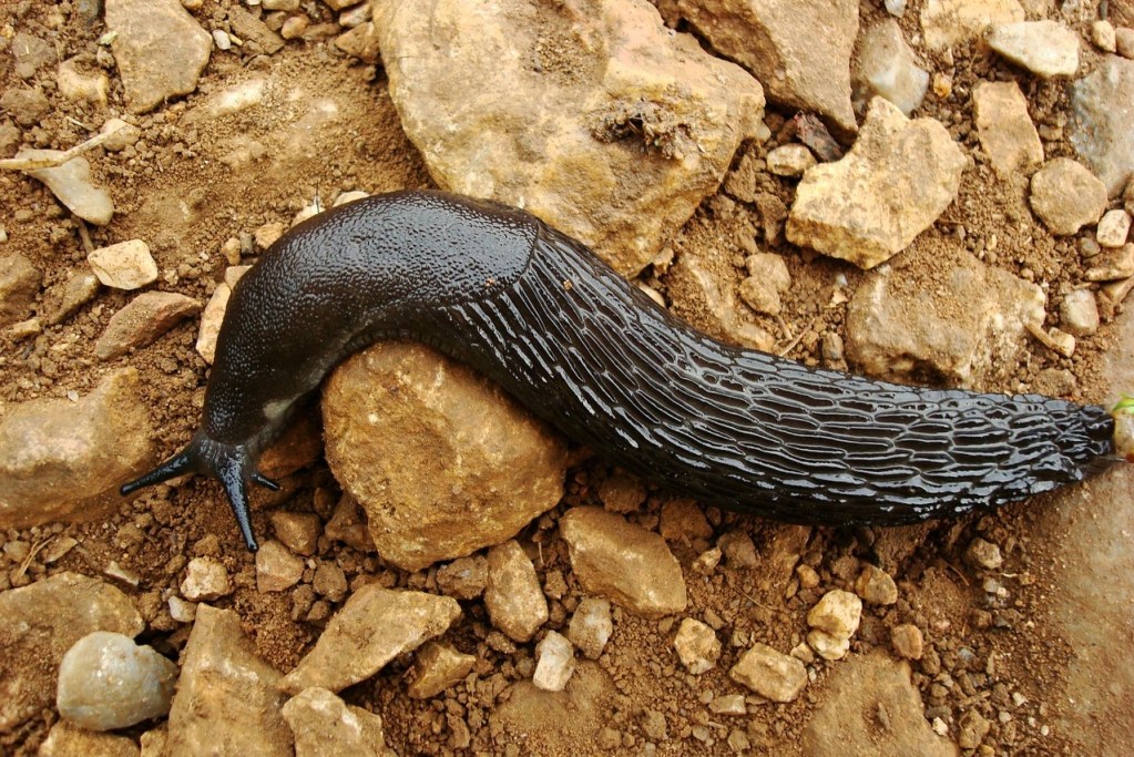 How to Get Rid of Slugs | HappySprout