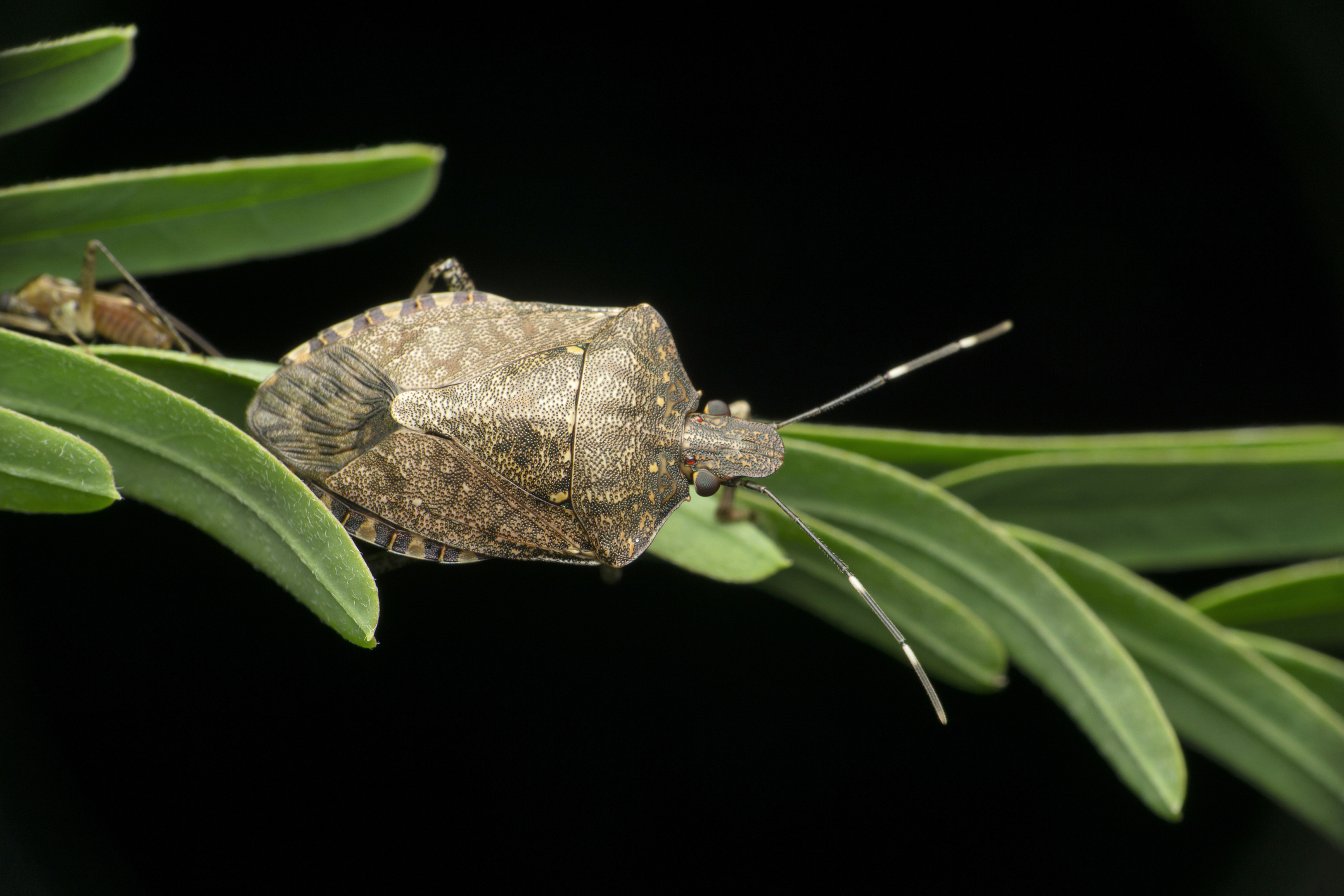 Stink bug on a plant