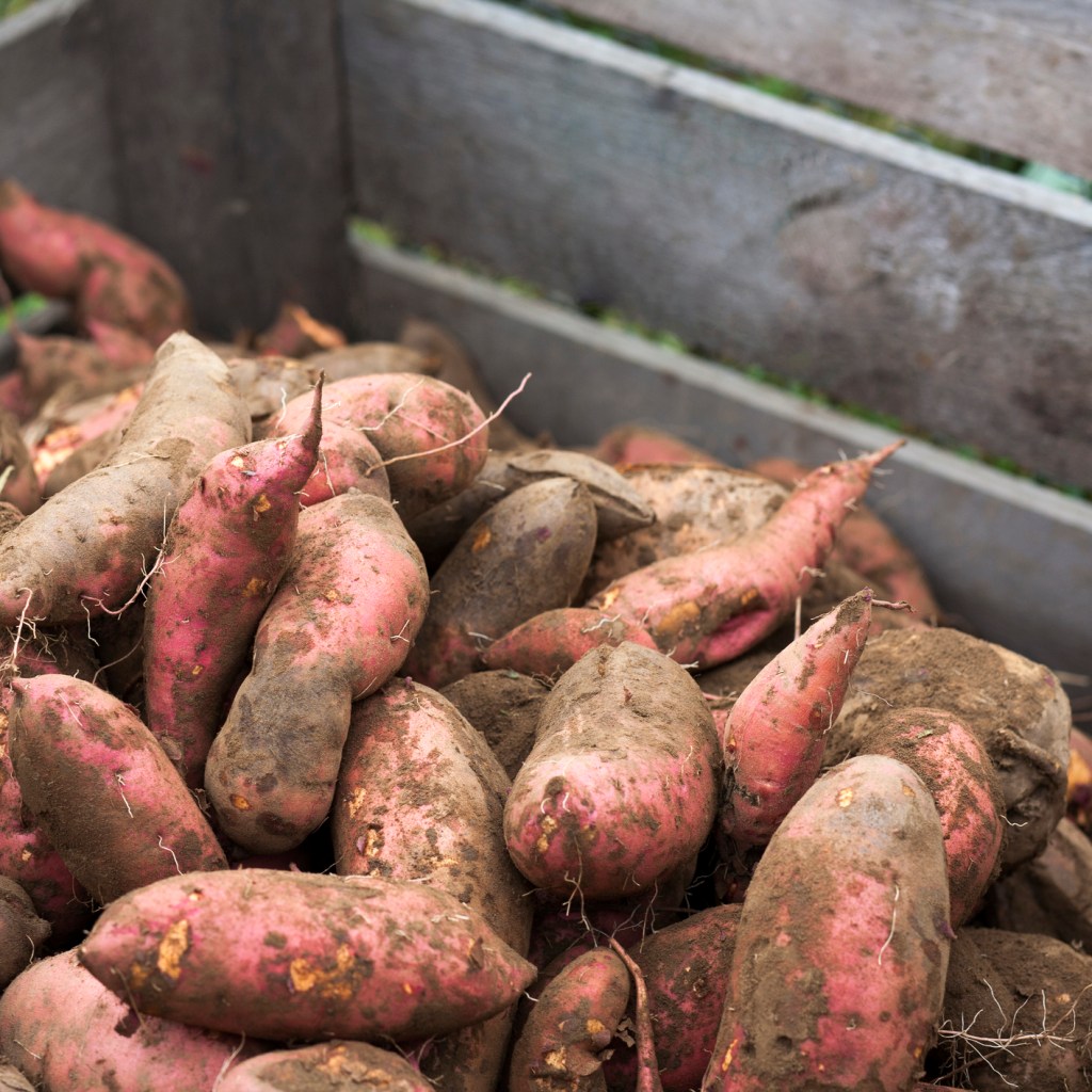 Tub of sweet potatoes