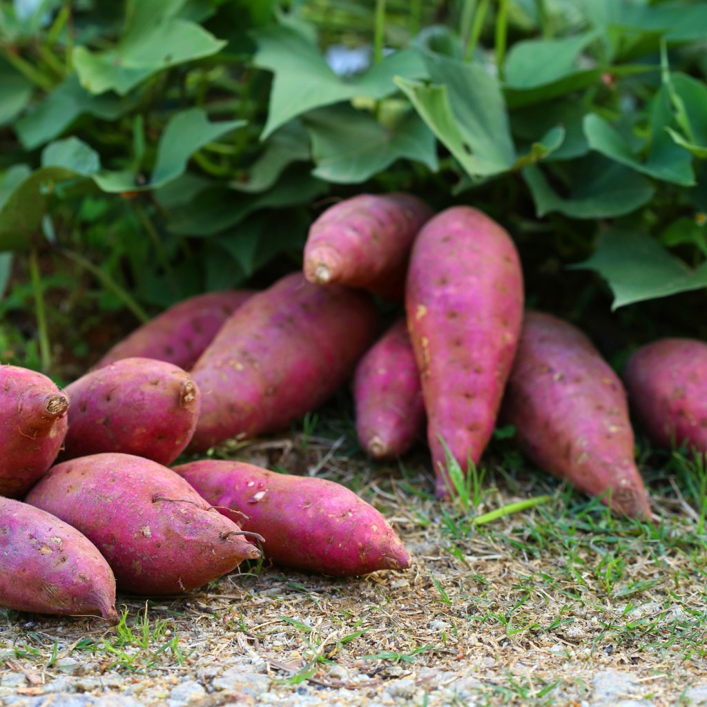Fresh sweet potatoes
