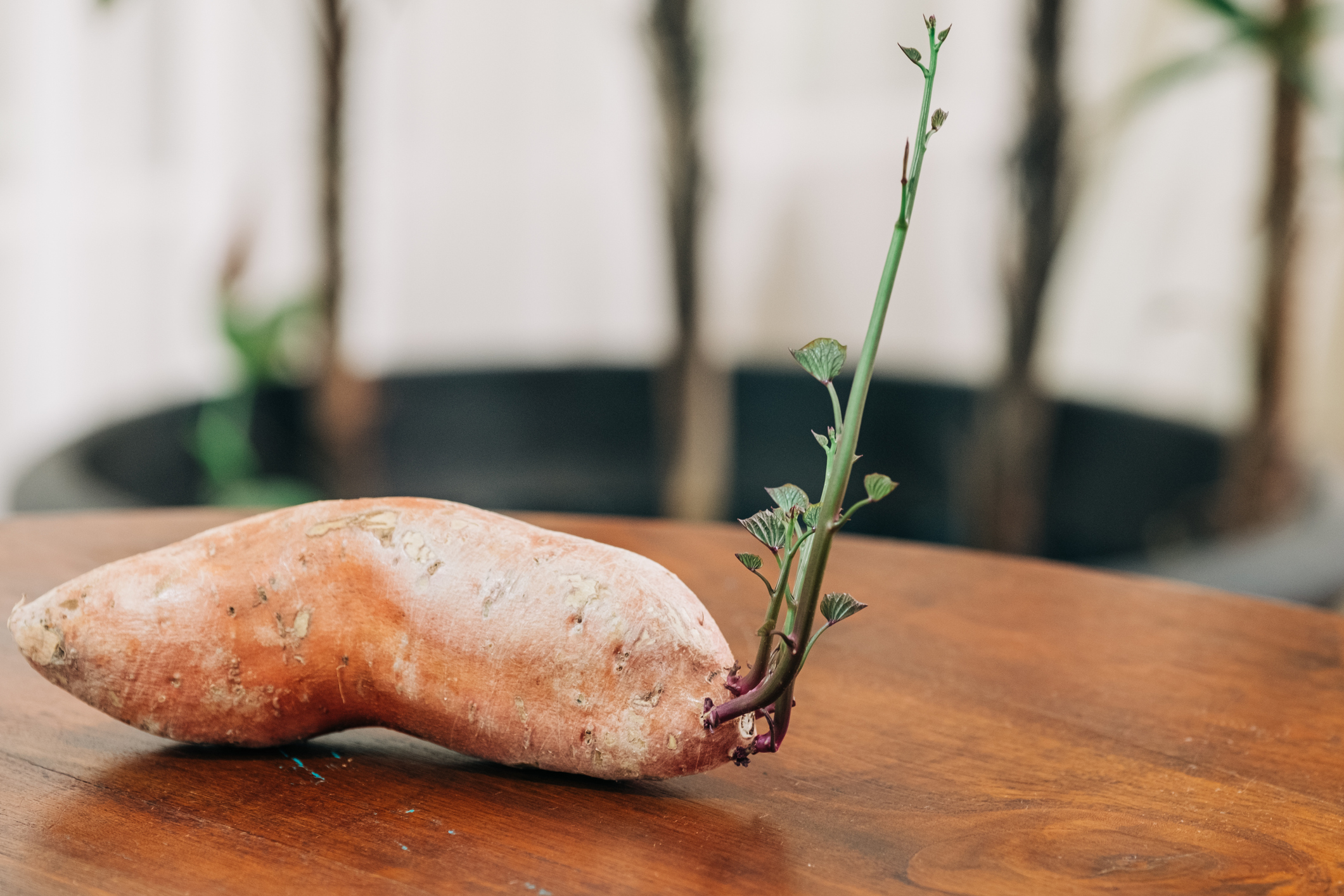  5 effective tips to grow delicious sweet potatoes