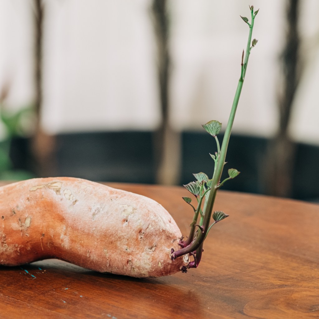 Sweet potato with sprouts