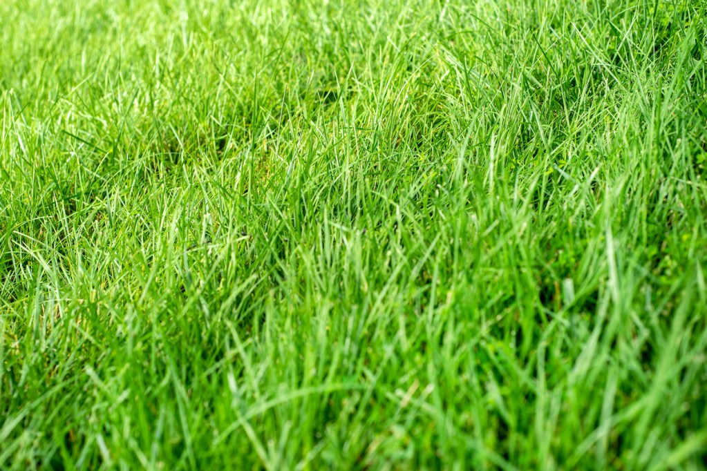 Tall fescue grass