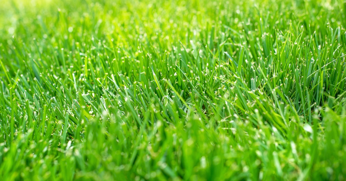 Tall Fescue Grass Care and Growing Guide HappySprout