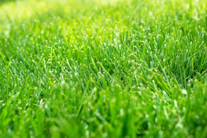 A lawn of tall fescue grass