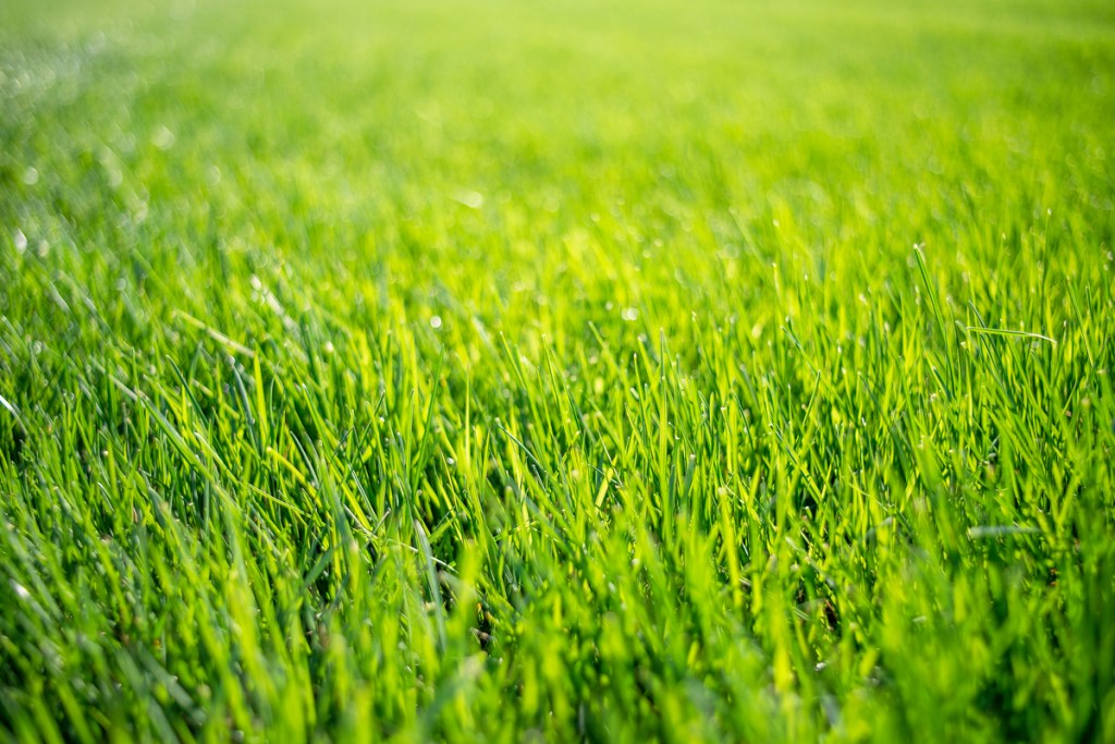A close-up of tall fescue