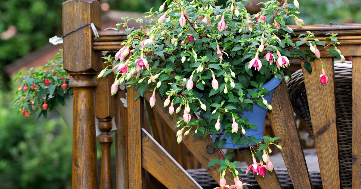 How to Care for Fuchsia in Your Vertical Garden HappySprout