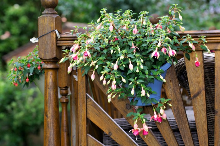 Trailing fuchsia in a hanging flower pot