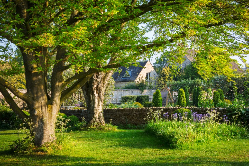 Garden with trees