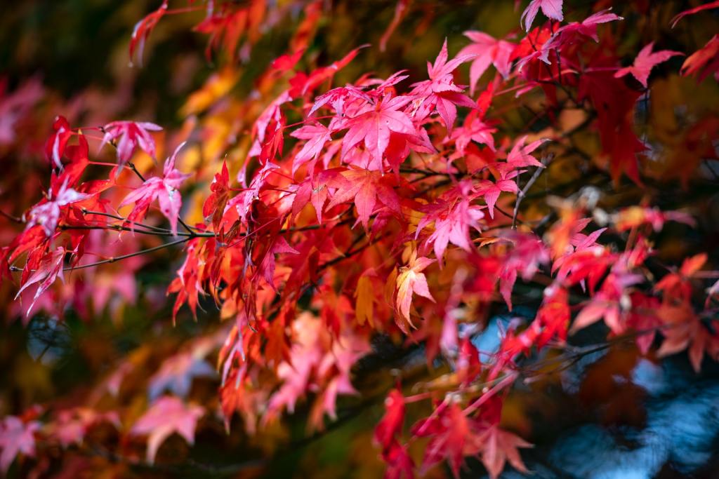 Close up of maple leaves