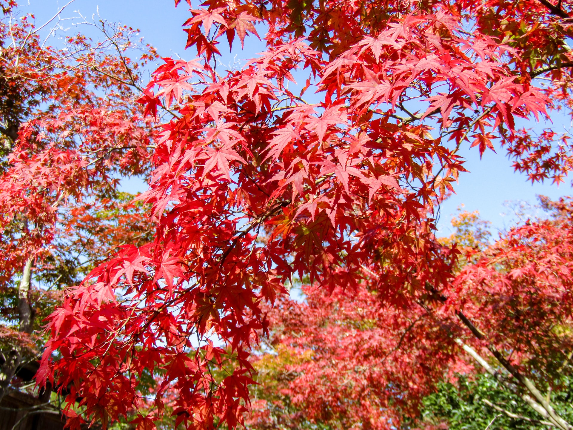 Japanese maple tree