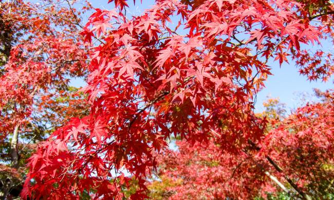 Japanese maple tree
