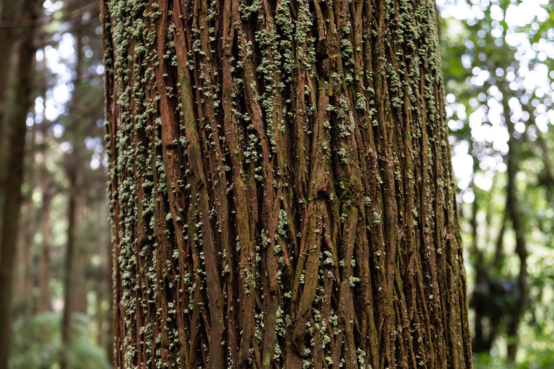 Cedar tree bark