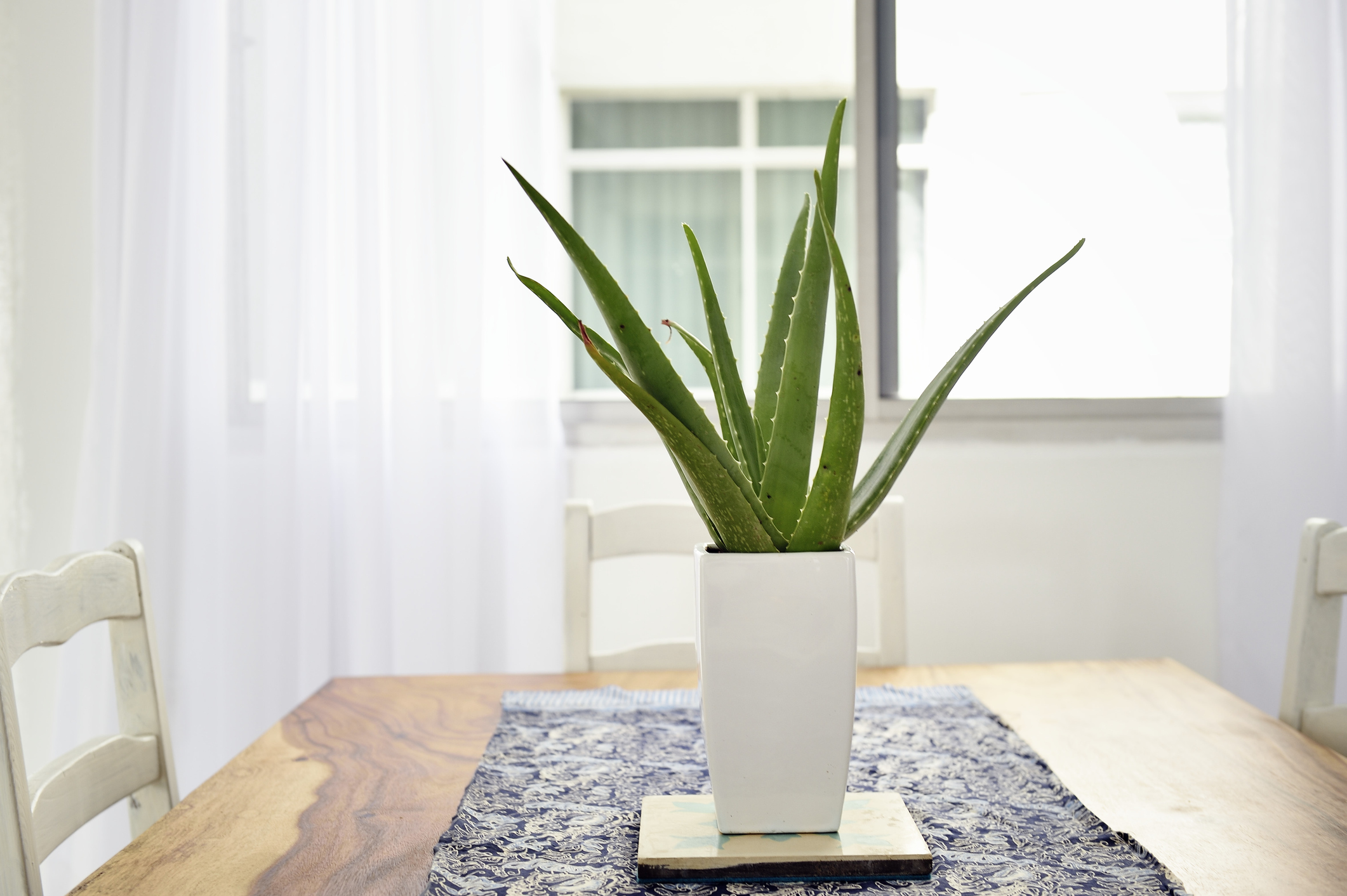  Growing your own healing aloe plant indoors? Heres how to care for it