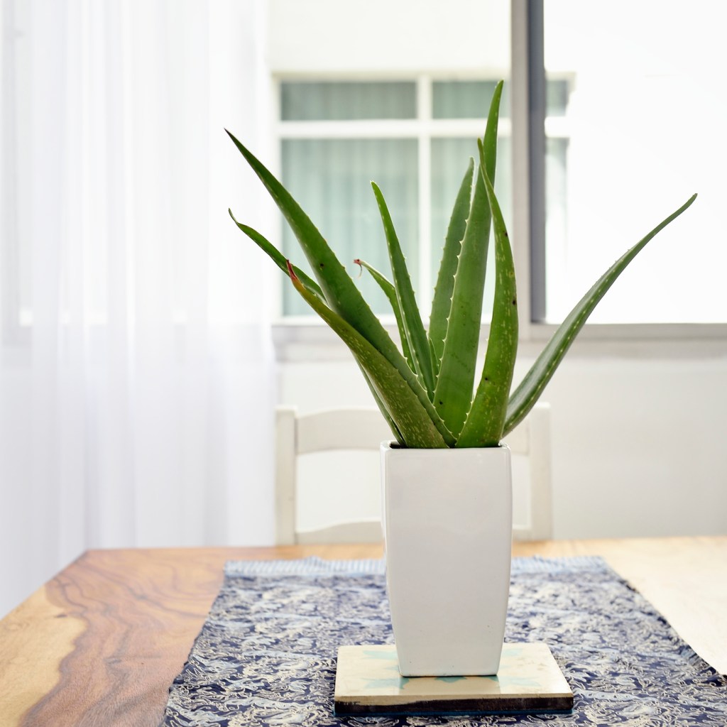 Aloe vera houseplant