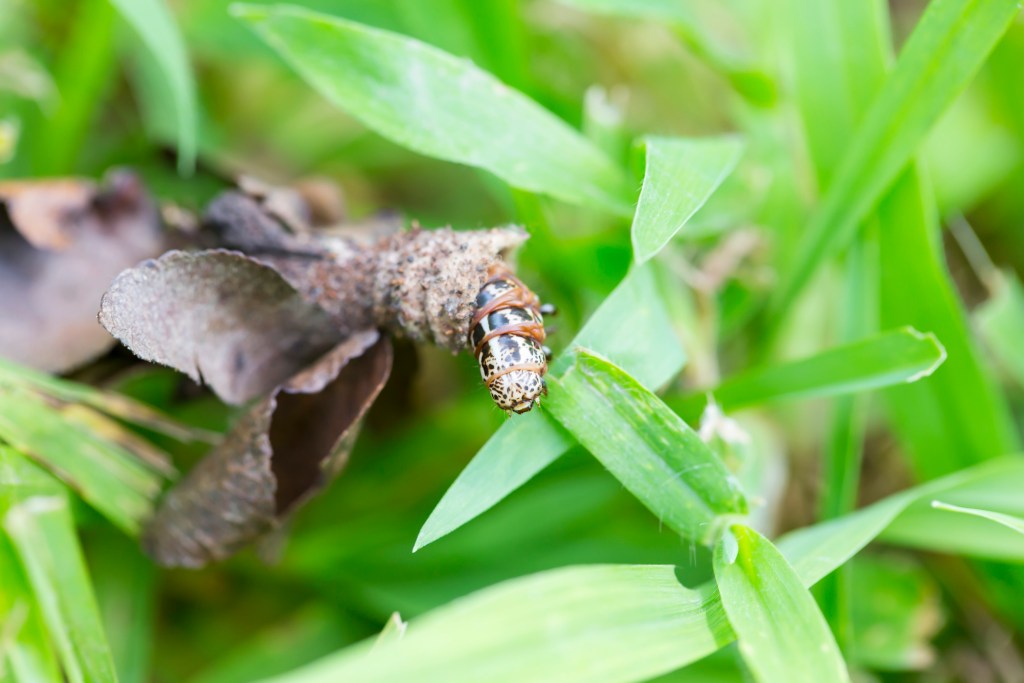 How to Get Rid of Bagworms | HappySprout