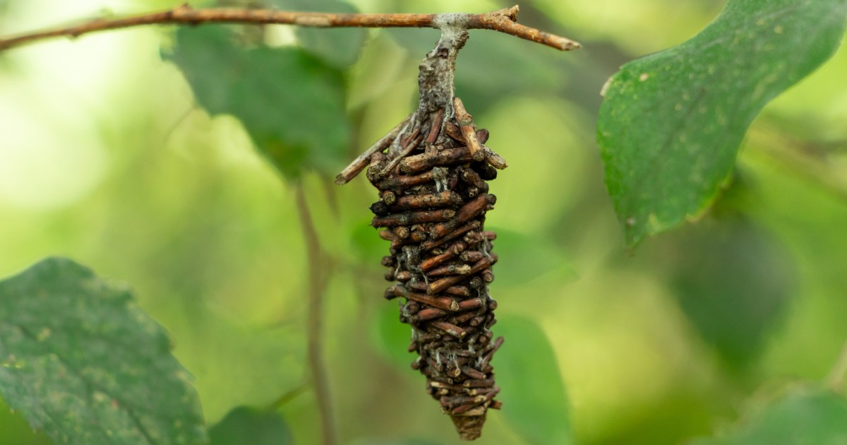 How to Get Rid of Bagworms HappySprout