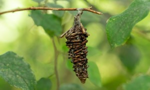 Bagworm on a branch