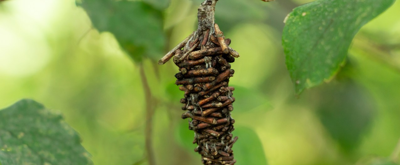 Bagworm on a branch