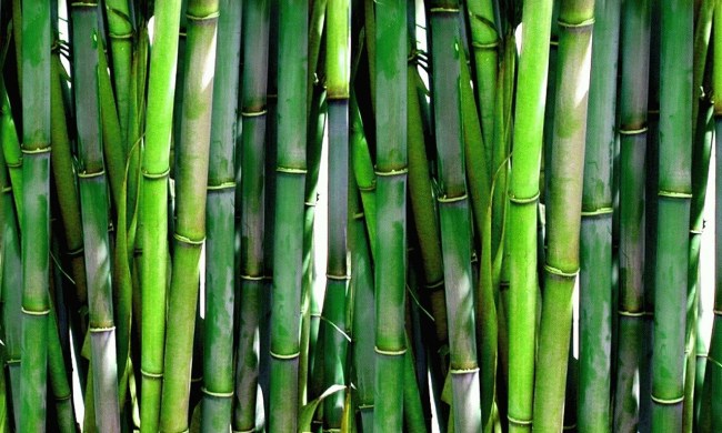 Bamboo garden close-up