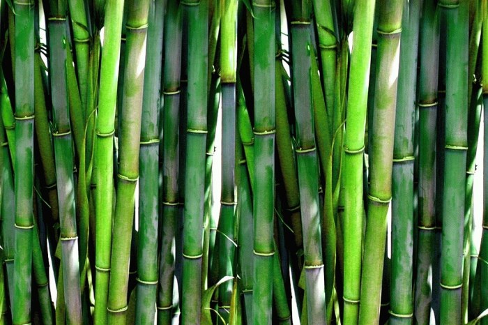 Bamboo garden close-up