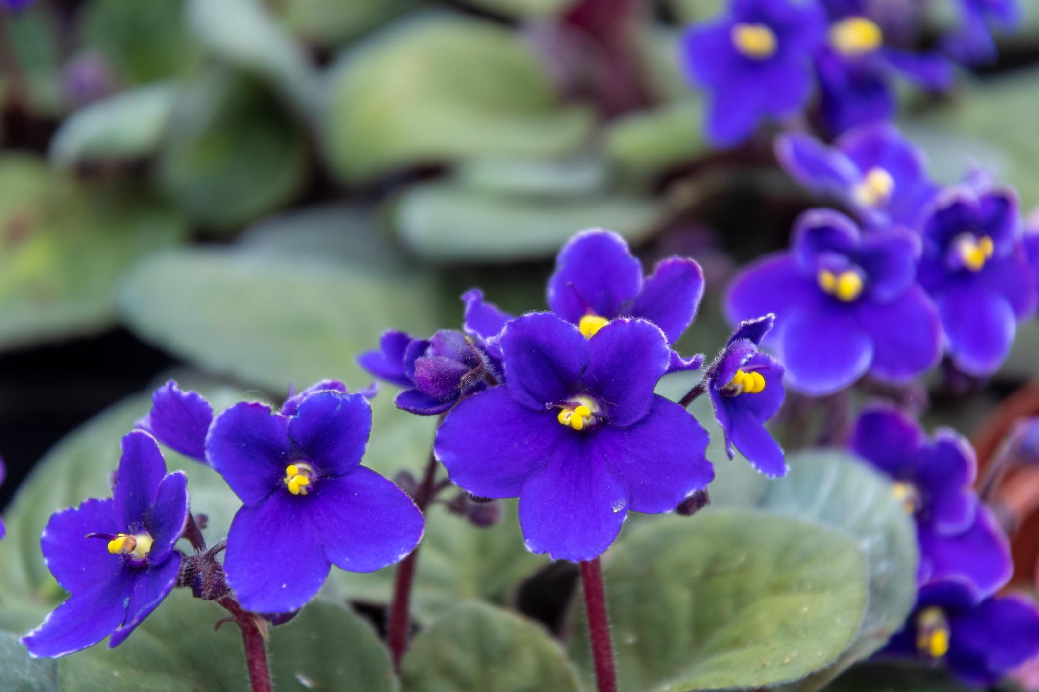 Blue African violet flowers