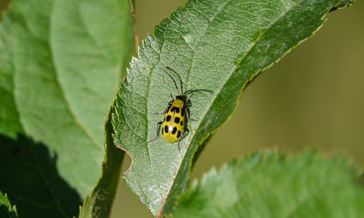 A yellow cucumber beetle with black spots on a leaf