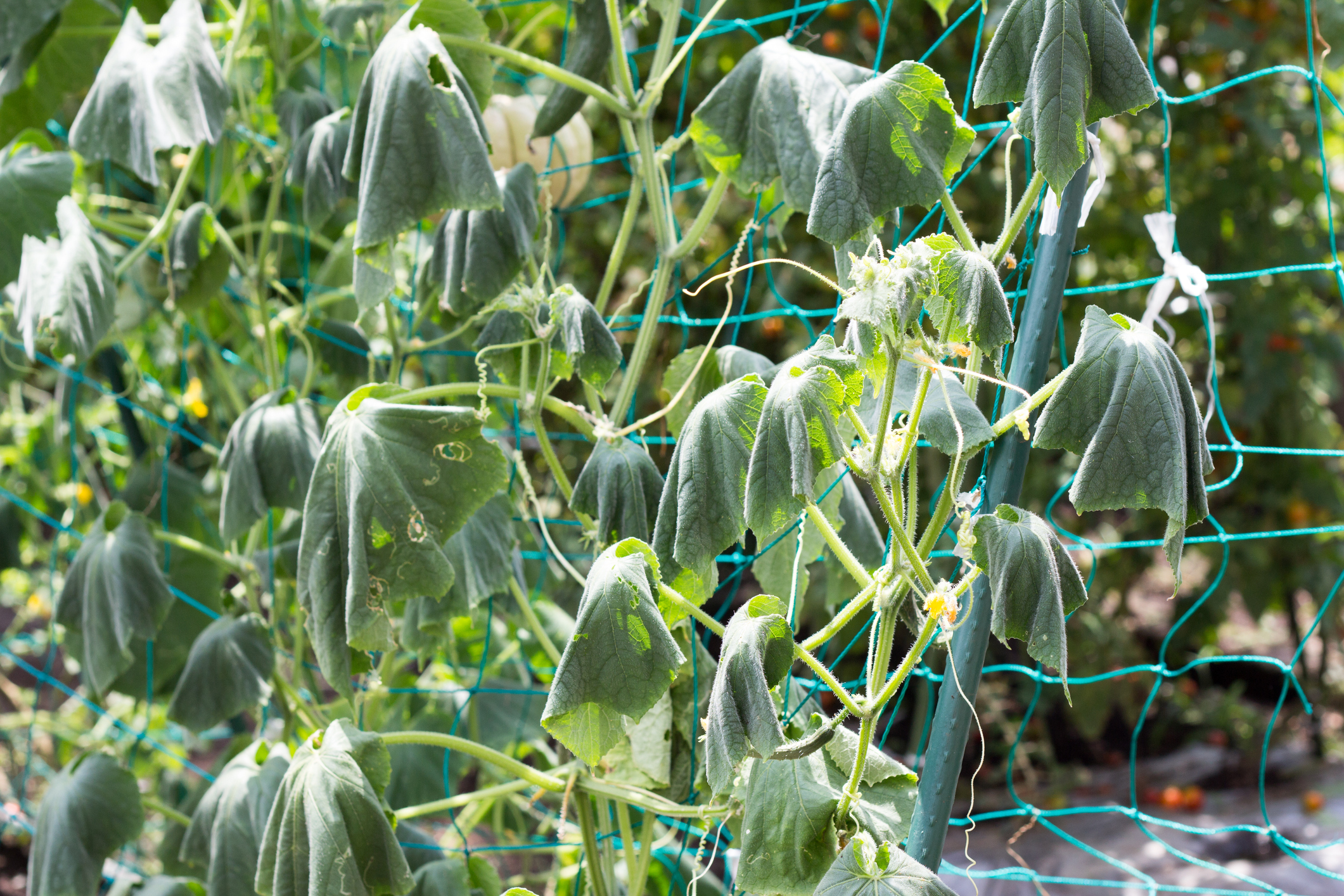Cucumber vines on a trellis with wilted leaves