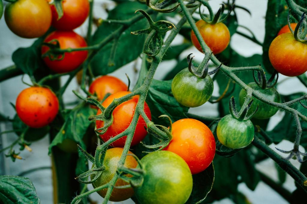 Tomatoes on a tomato plant