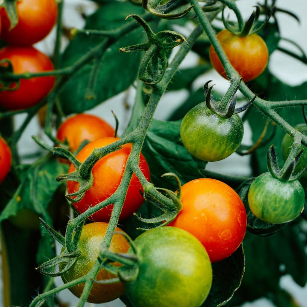 Tomatoes on a tomato plant