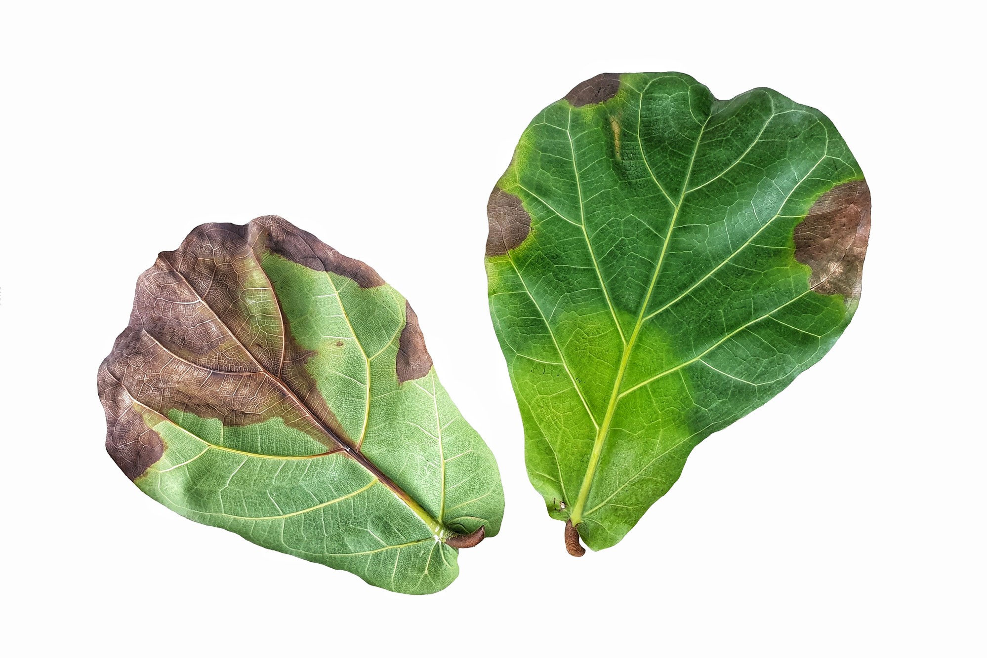 How to Treat Fiddle-Leaf Leaves With Brown Spots | HappySprout