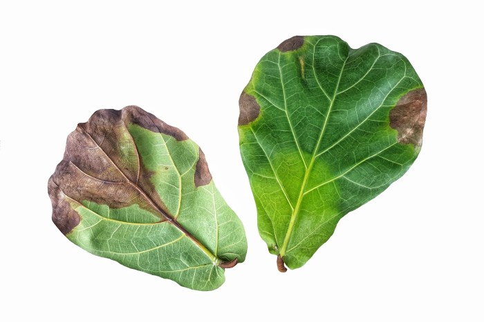 Two fiddle leaf fig leaves with dark brown spots caused by root rot on a white background