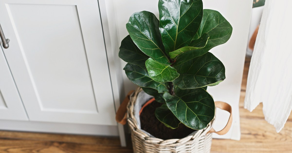How to Treat FiddleLeaf Fig Leaves With Brown Spots HappySprout