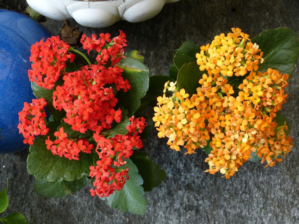 Blooming Kalanchoe plants