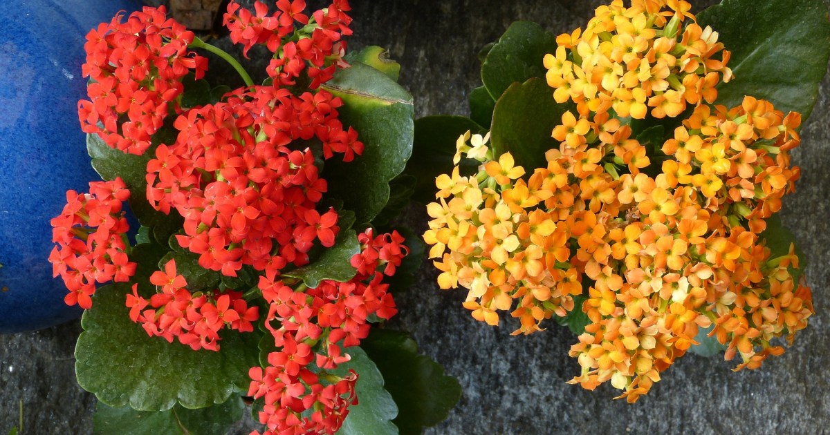 How to Care for Your Kalanchoe Plant for Better Blooms HappySprout