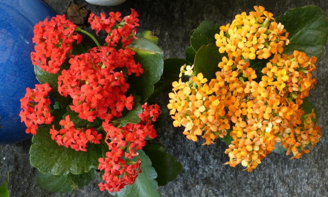 Blooming kalanchoe plants