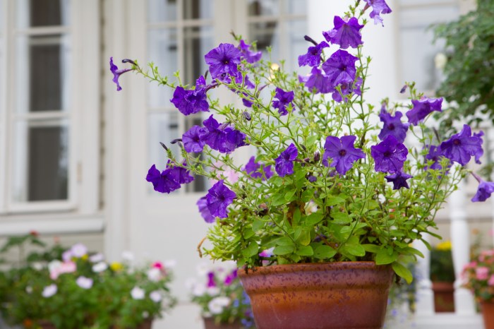 Purple flowers in container in front of house