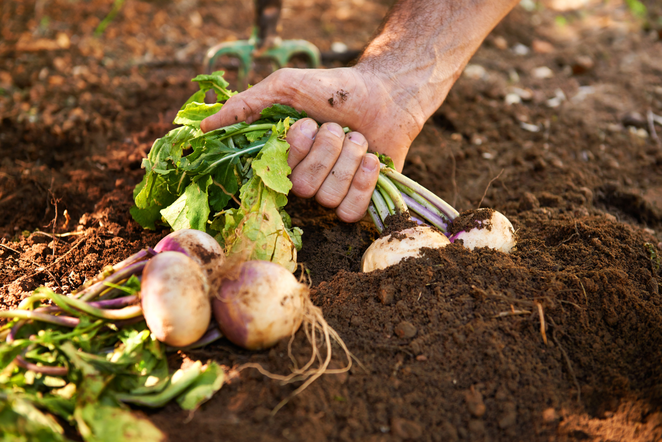 A gardener pulling turnips out of the ground