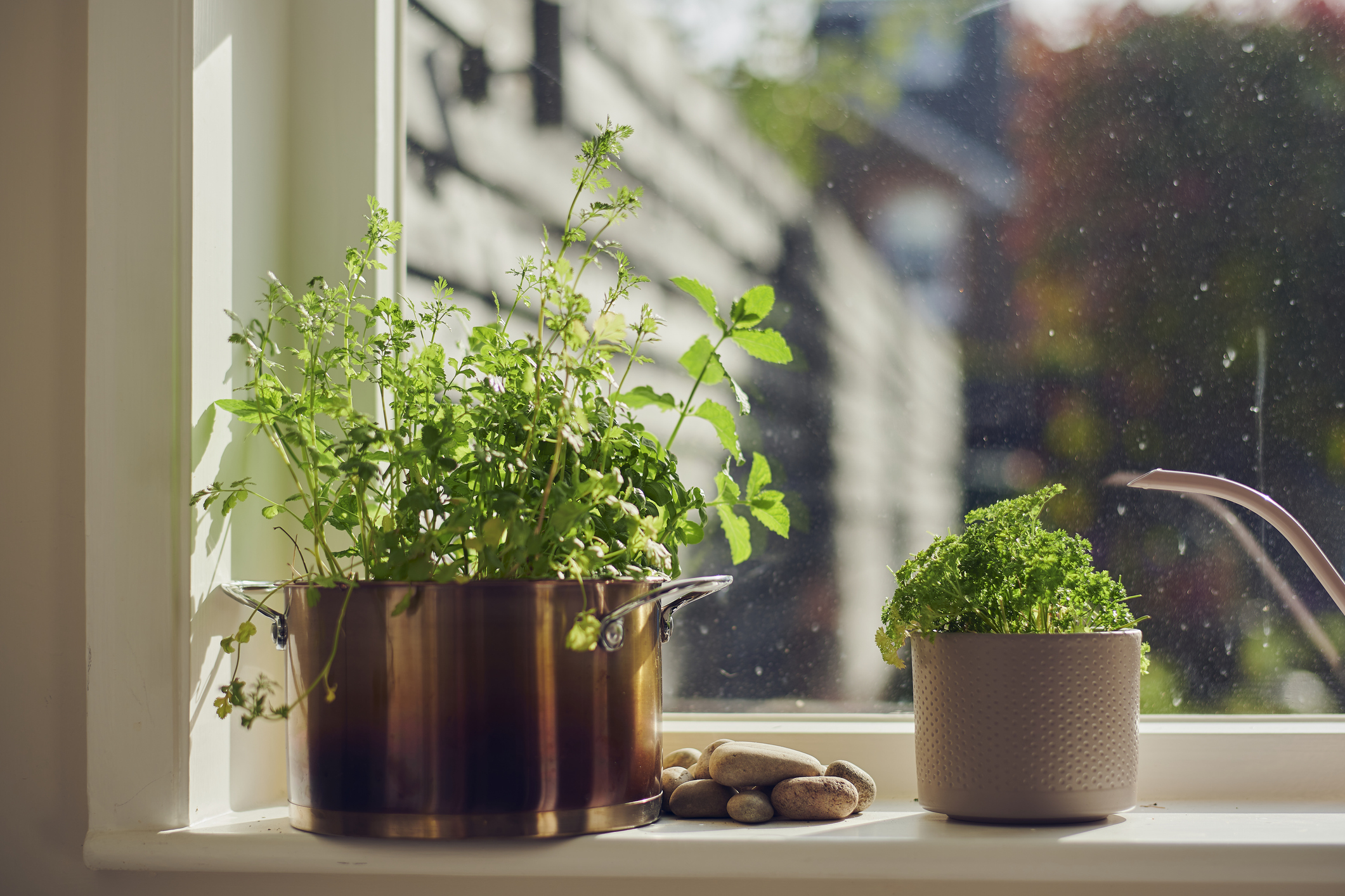 Herbs on a windowsill