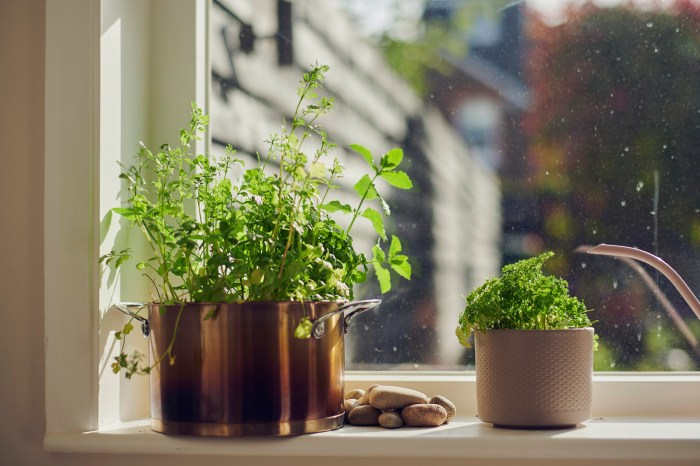 Potted herbs on a windowsill