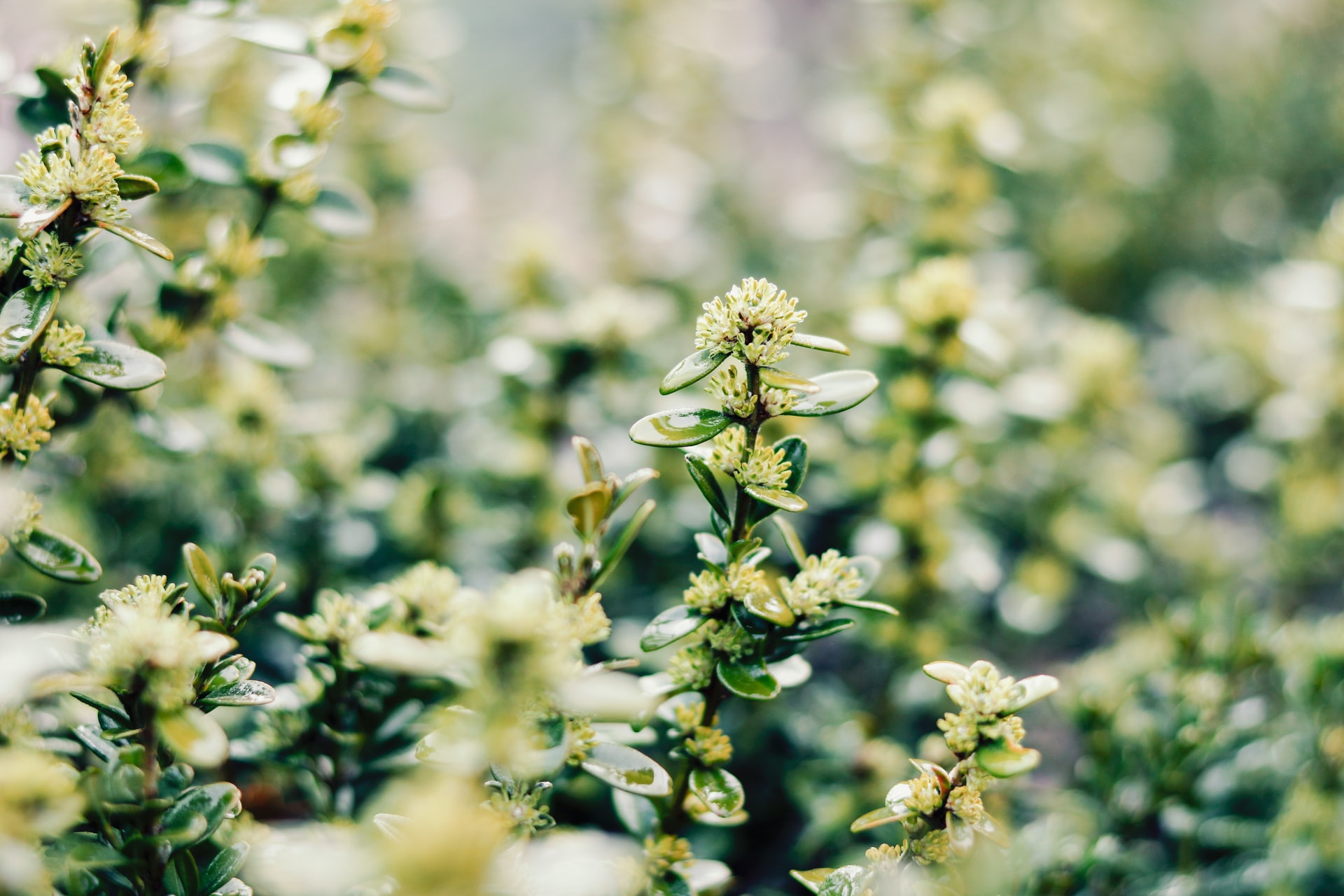 5 Best Plants for All YearRound HappySprout