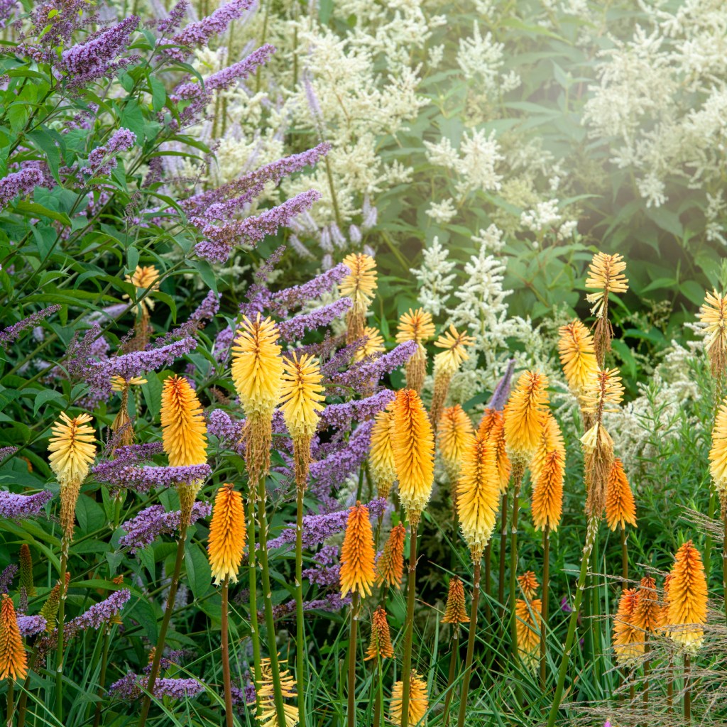 Light orange kniphofia flowers with other, purple and white flowers surrounding them