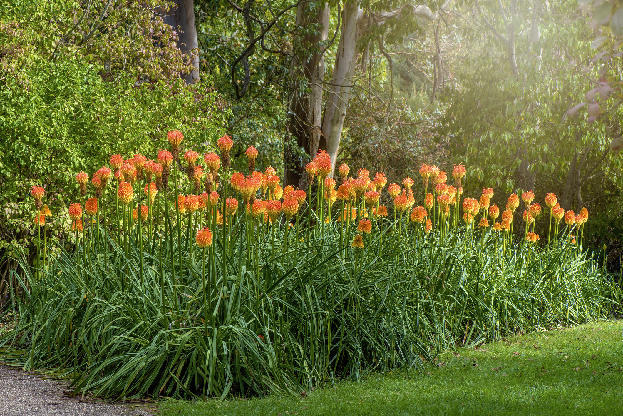 Red Hot Poker Plant Care Guide HappySprout