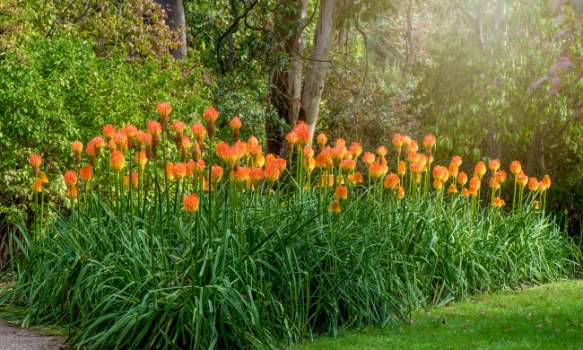 A row of kniphofia plants, also called red hot pokers or torch lilies
