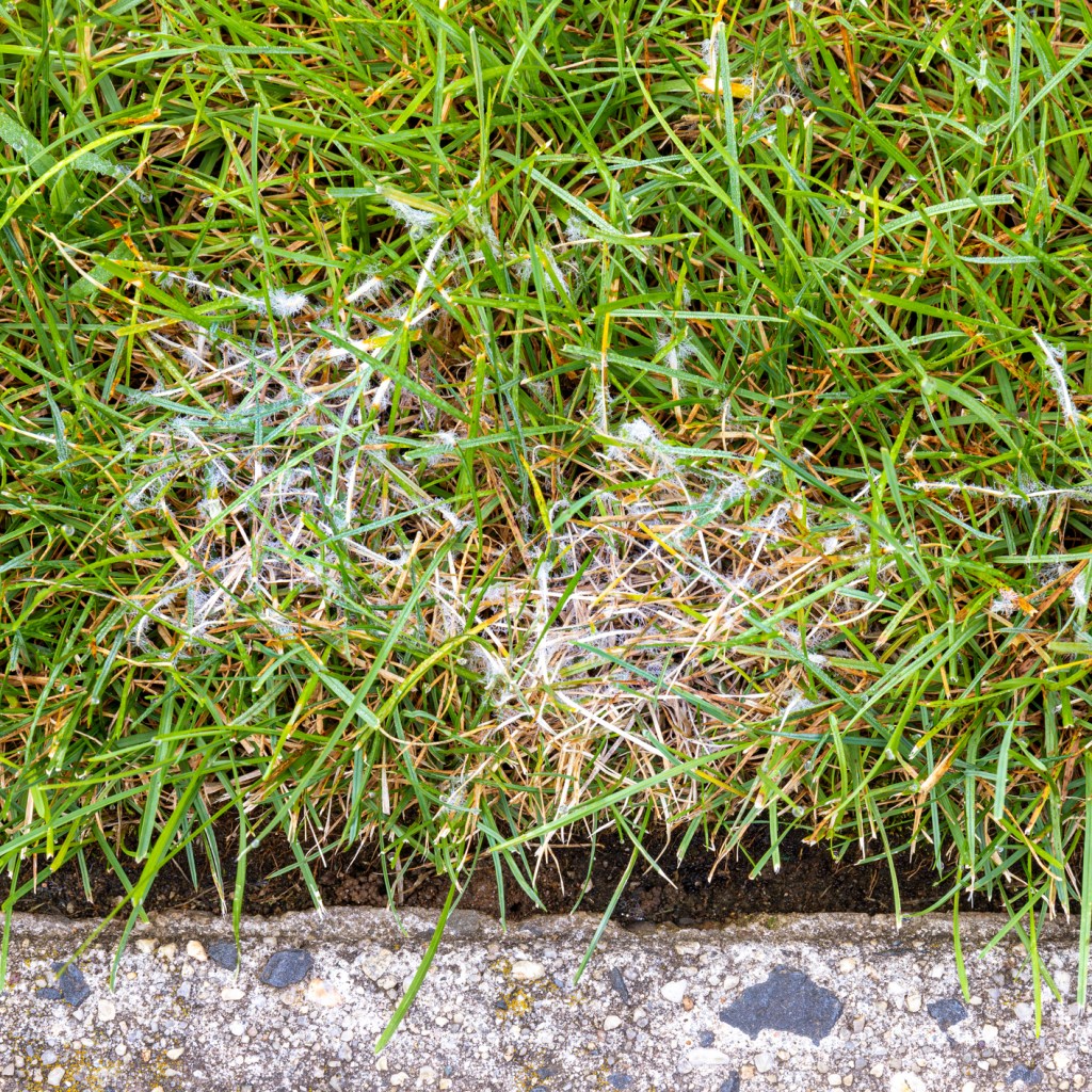 A thread-like lawn fungus