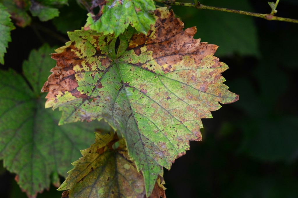 A leaf infected with anthracnose